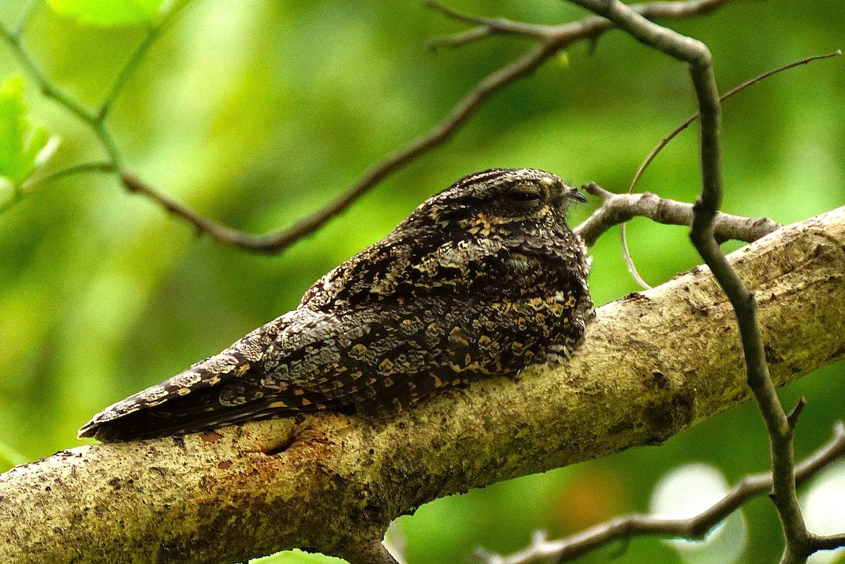 Лагс эргүүбор - ML644353987