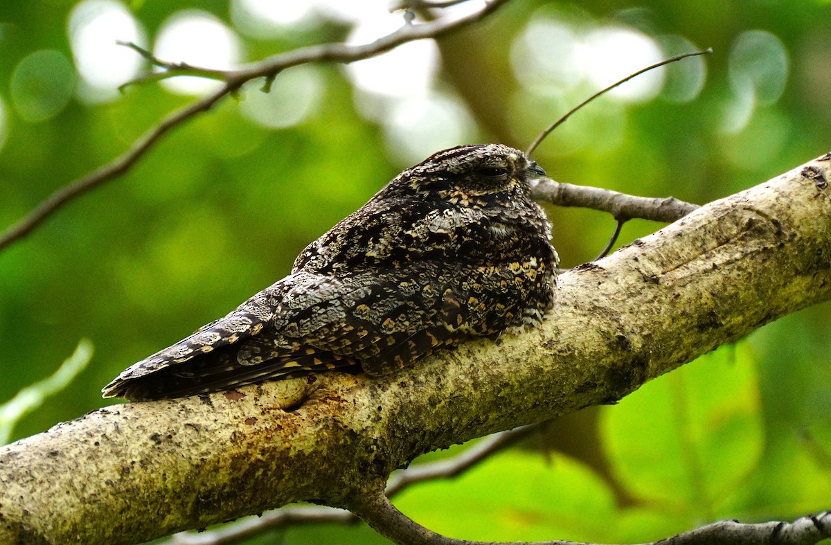 Лагс эргүүбор - ML644353988