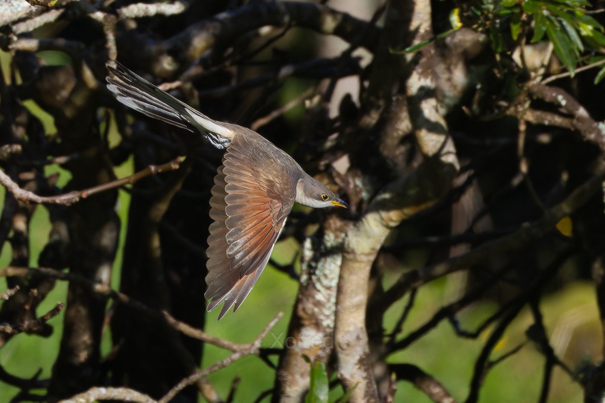 Yellow-billed Cuckoo - ML644353990