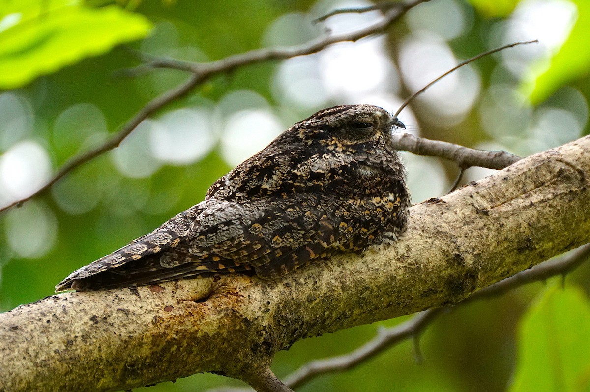 Лагс эргүүбор - ML644353991