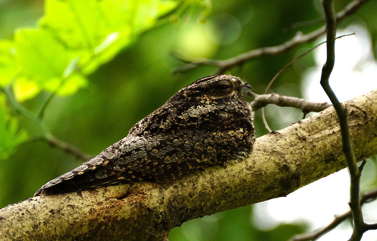 Лагс эргүүбор - ML644353992