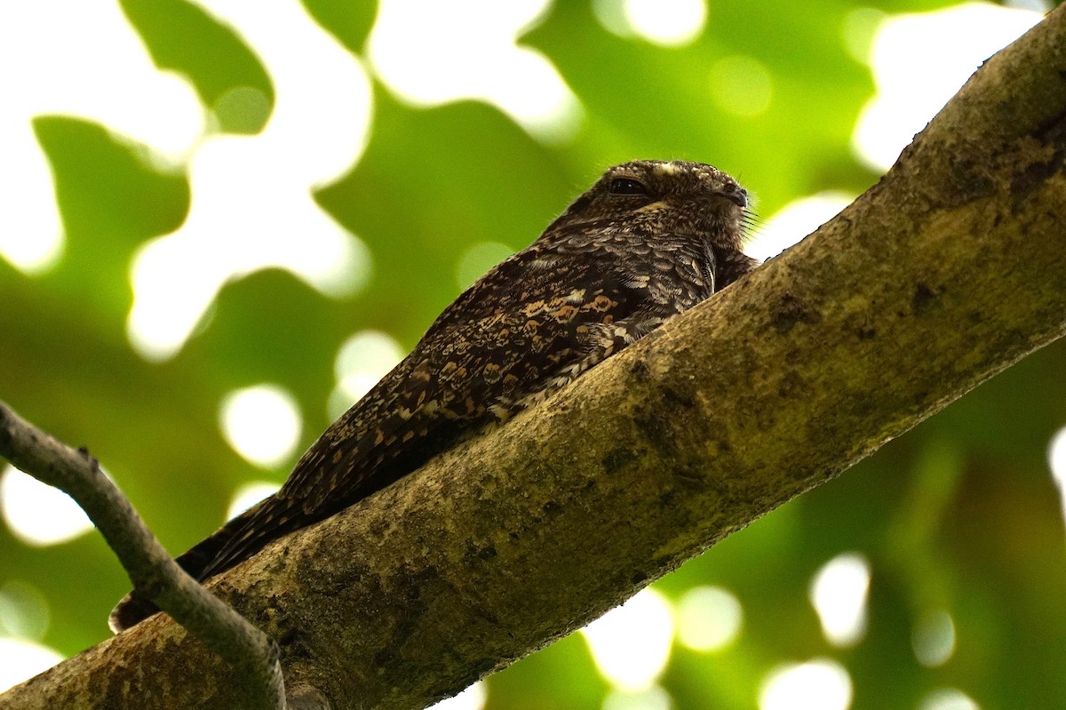 Лагс эргүүбор - ML644353994