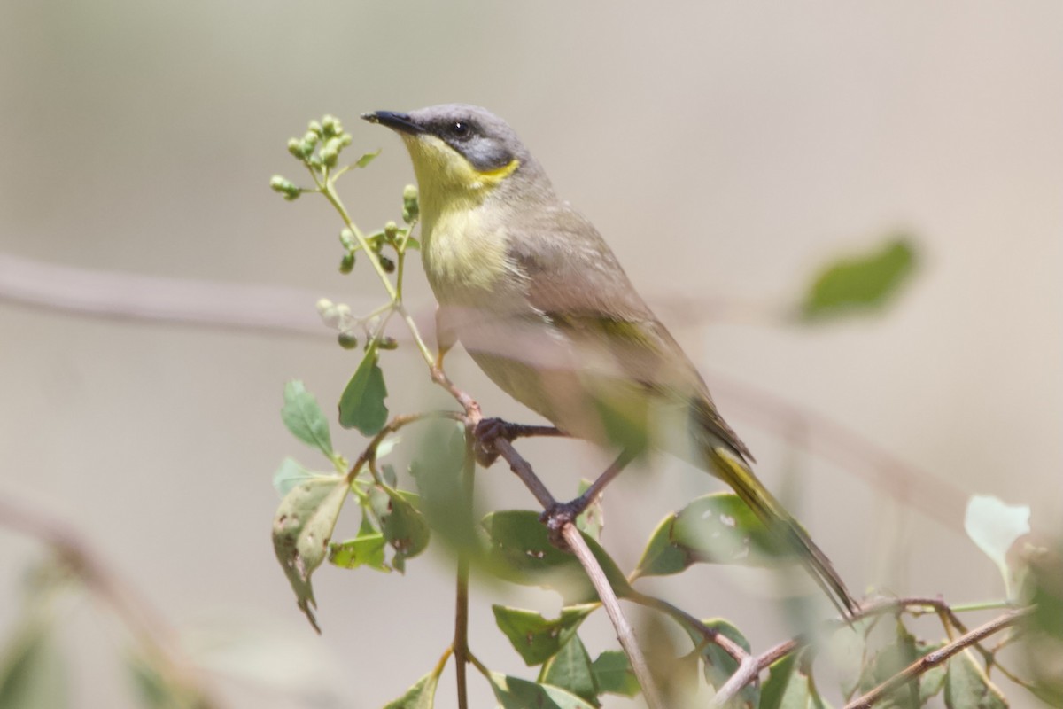 medosavka šedohlavá - ML644353995