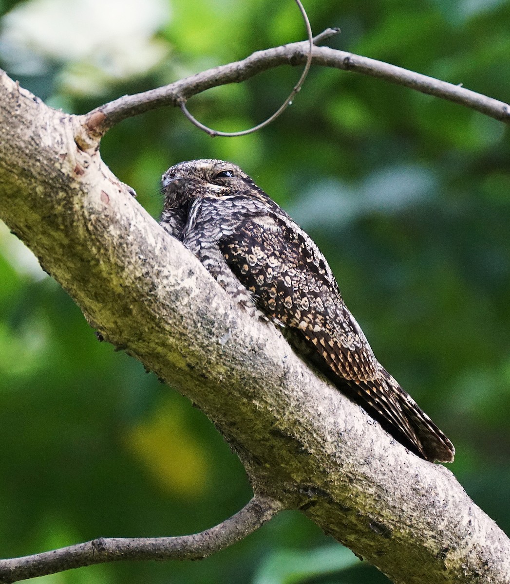 Лагс эргүүбор - ML644353996