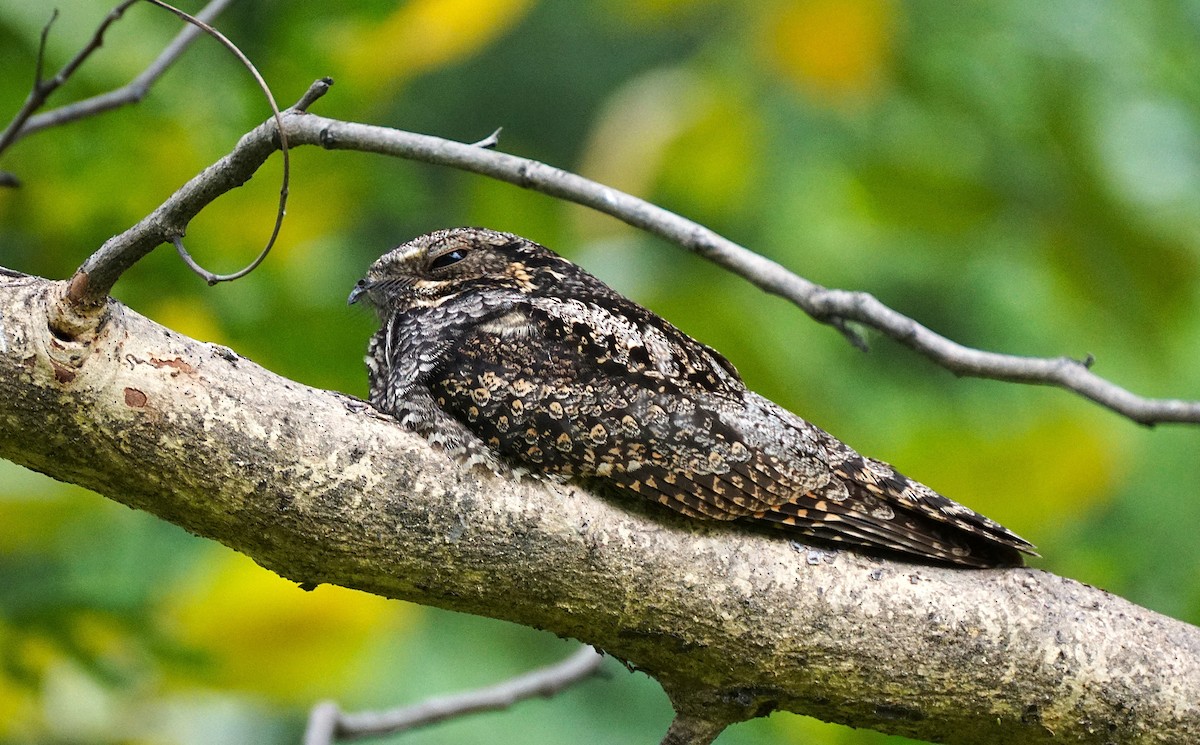 Лагс эргүүбор - ML644353998