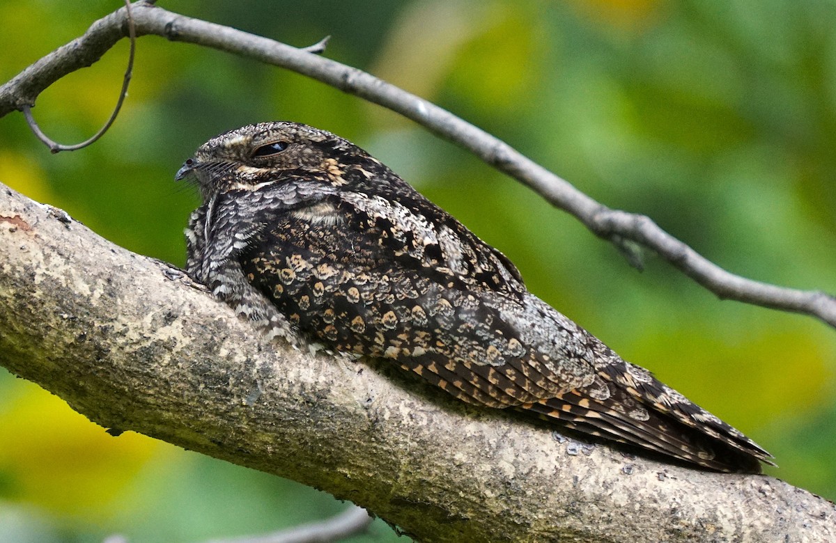 Лагс эргүүбор - ML644353999