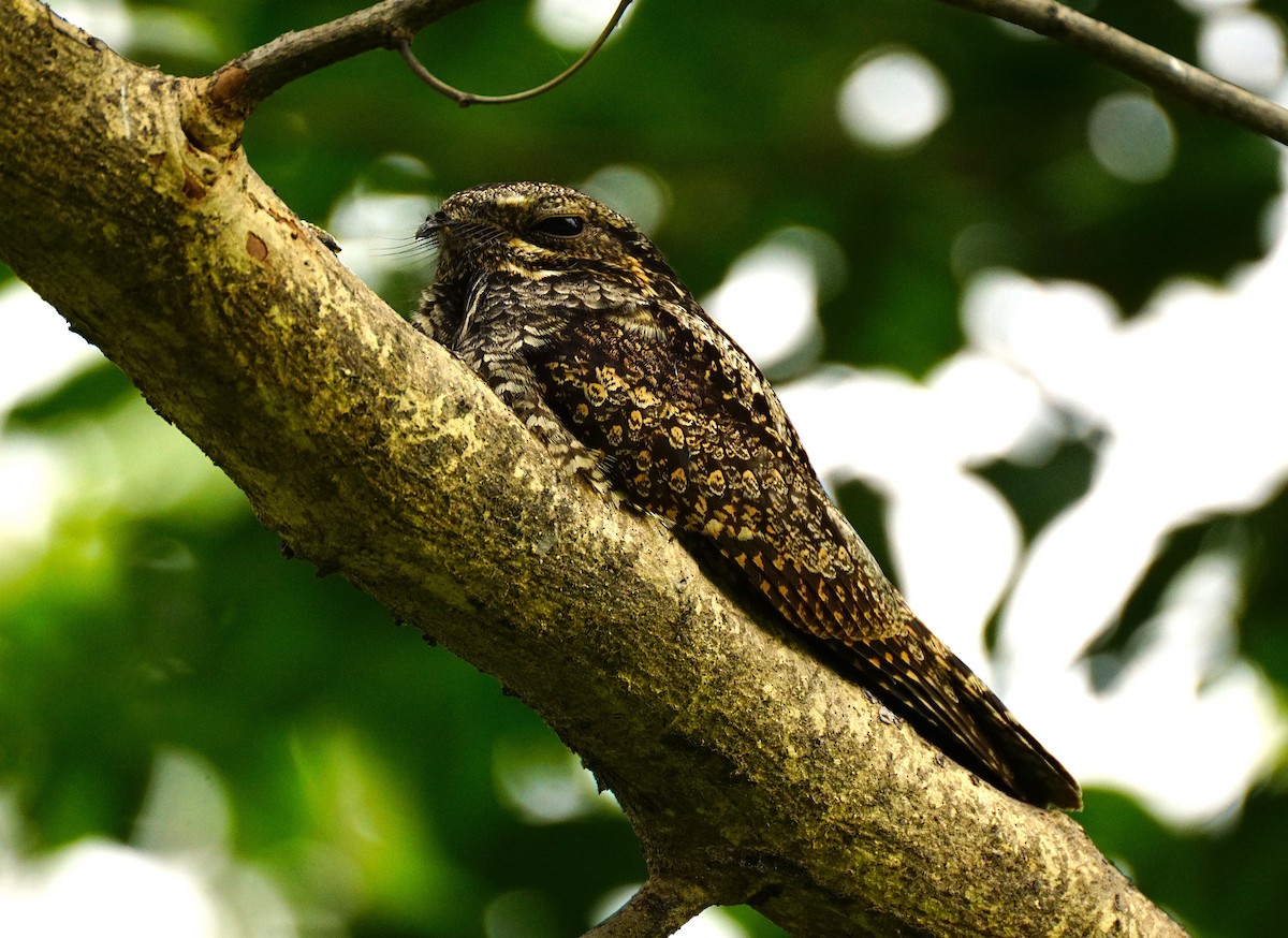 Лагс эргүүбор - ML644354000