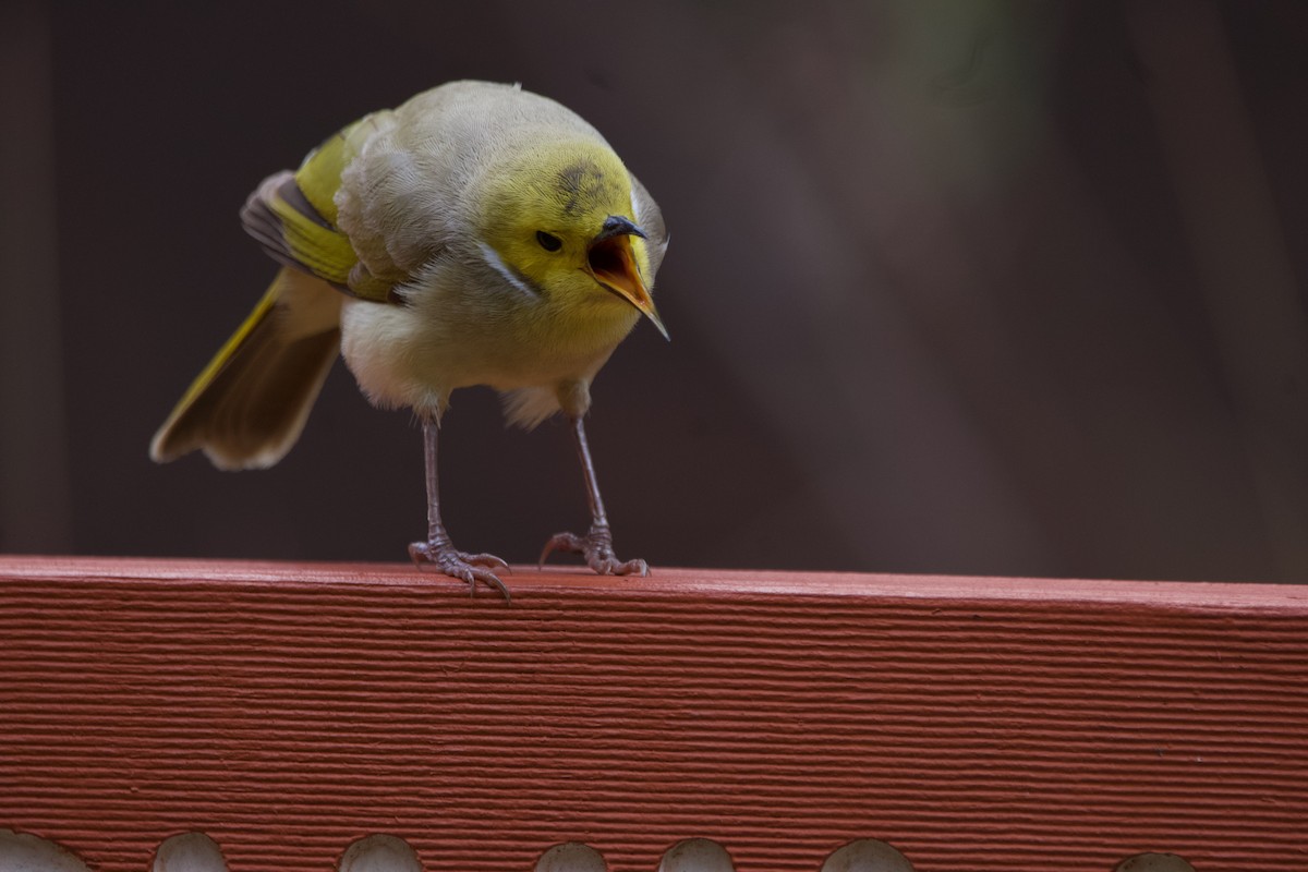 White-plumed Honeyeater - ML644354006