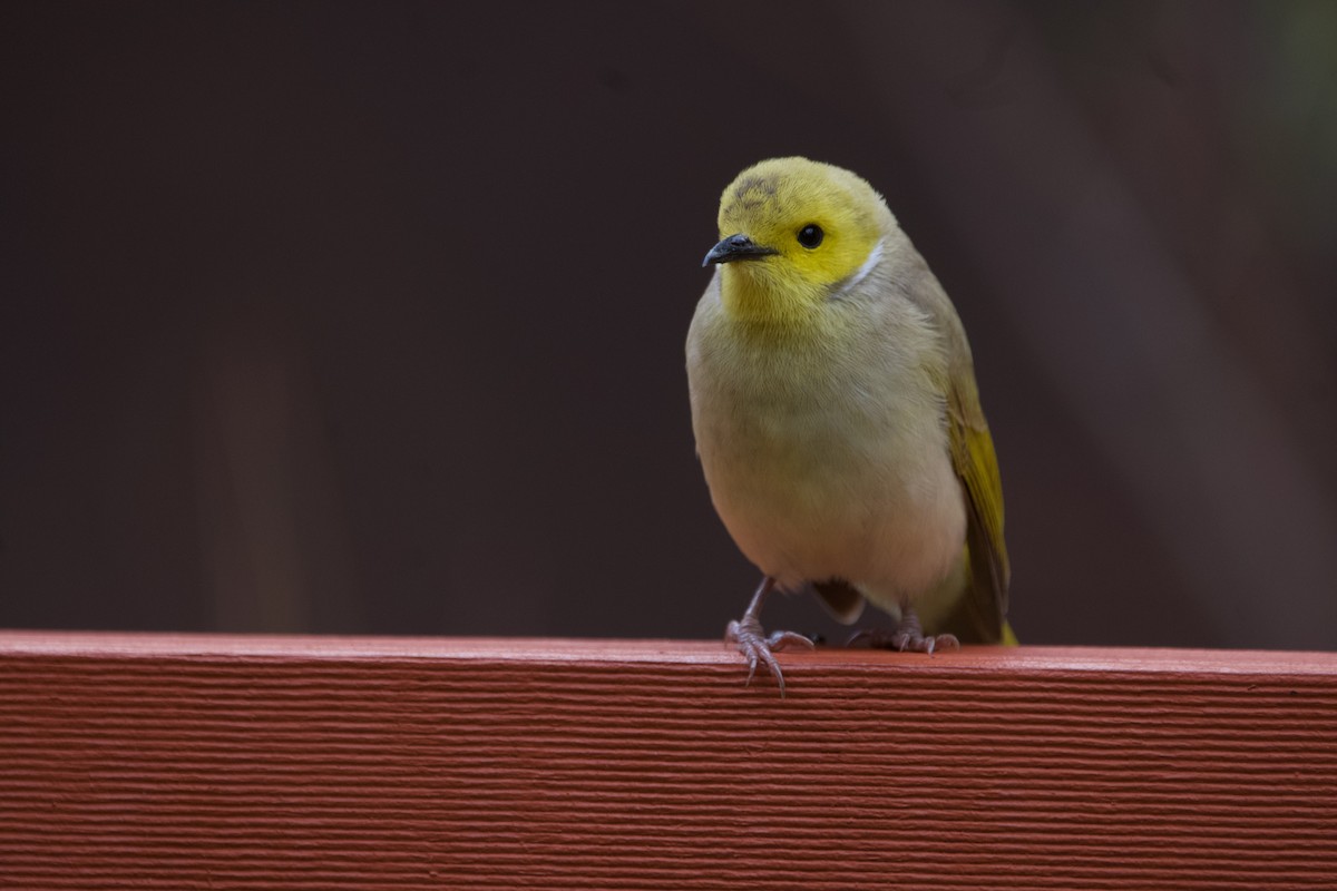 White-plumed Honeyeater - ML644354007