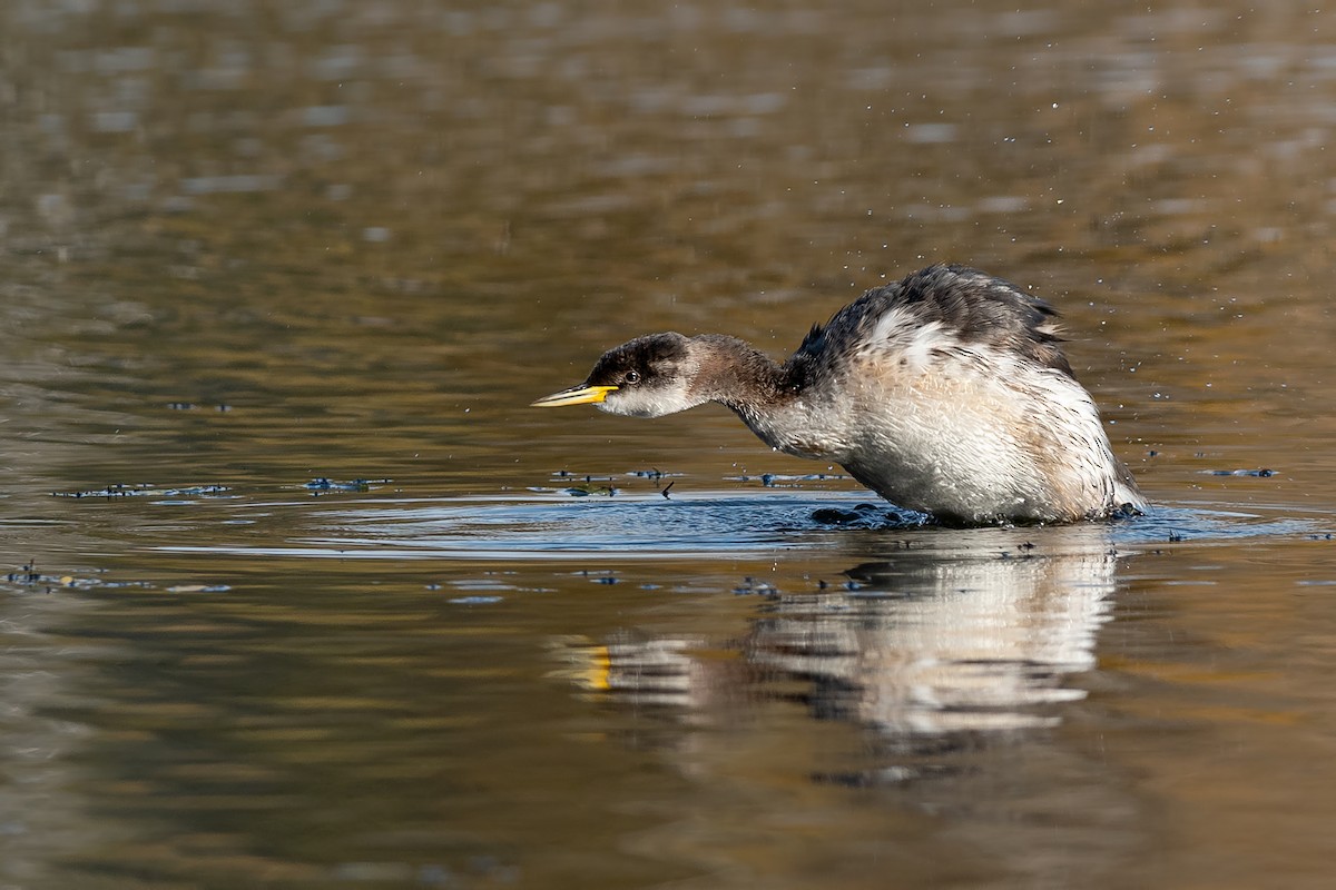 Red-necked Grebe - ML644354013