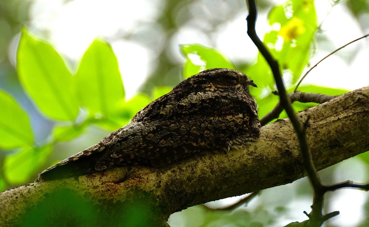 Лагс эргүүбор - ML644354014