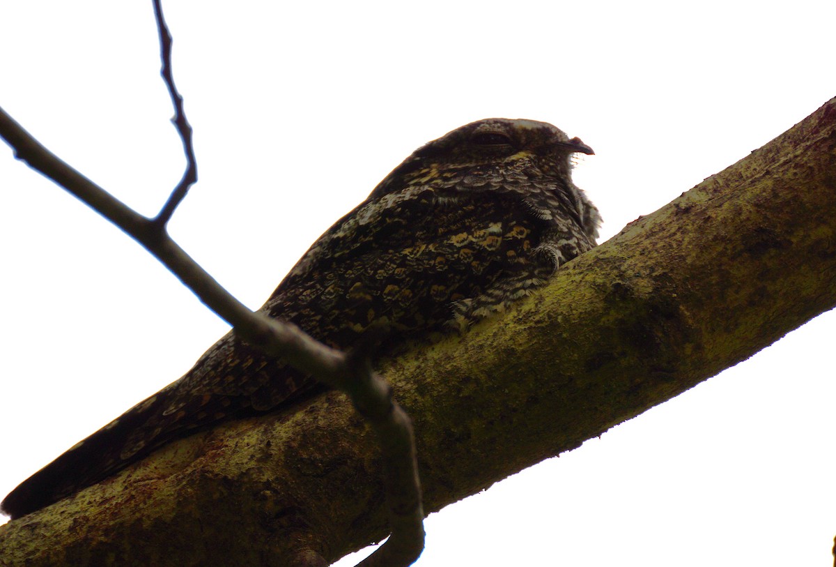 Лагс эргүүбор - ML644354015