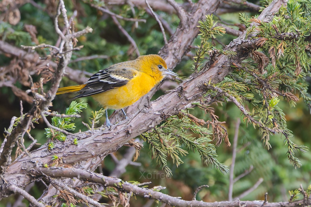 Baltimore Oriole - ML644354017