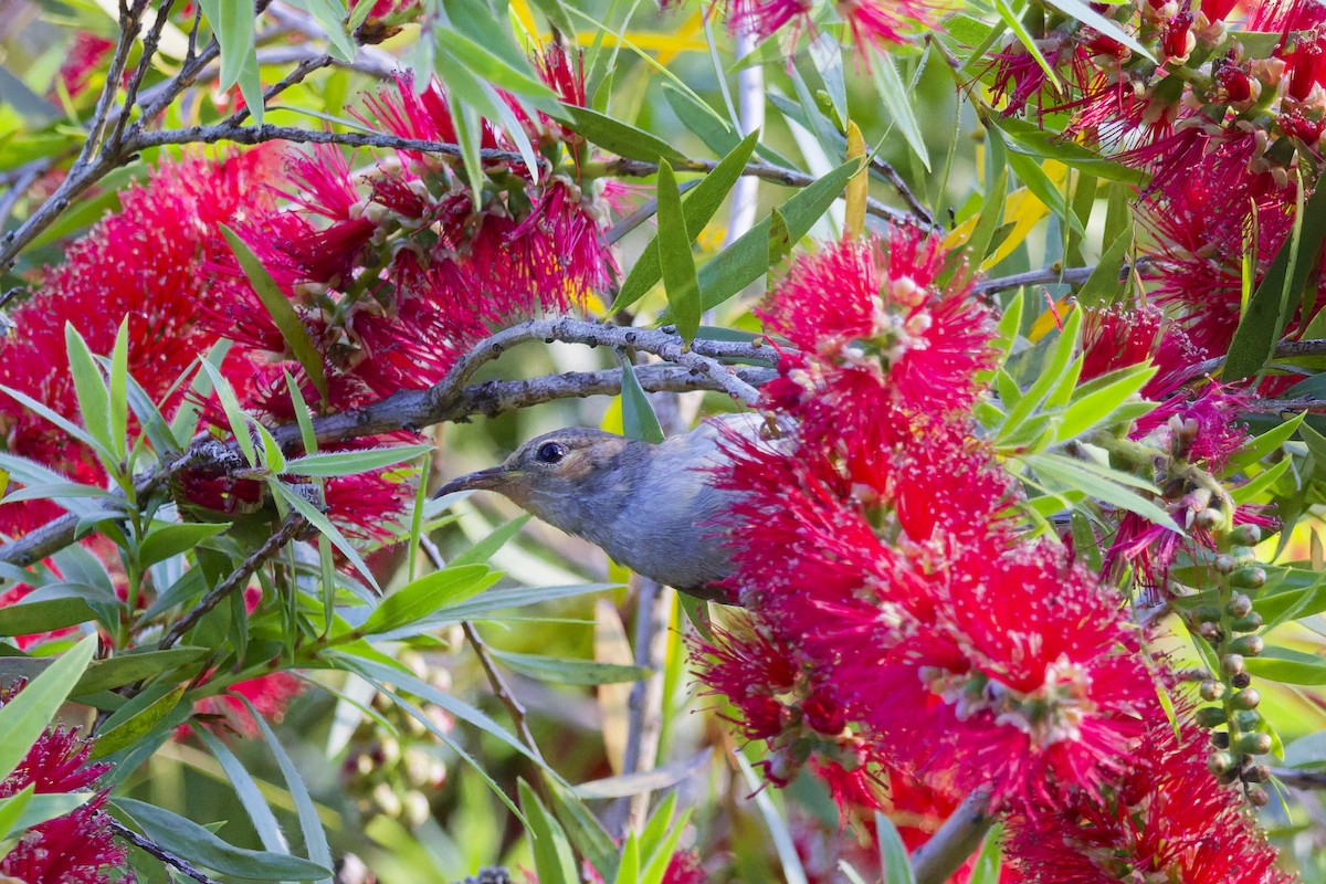 クレナイミツスイ - ML644354019