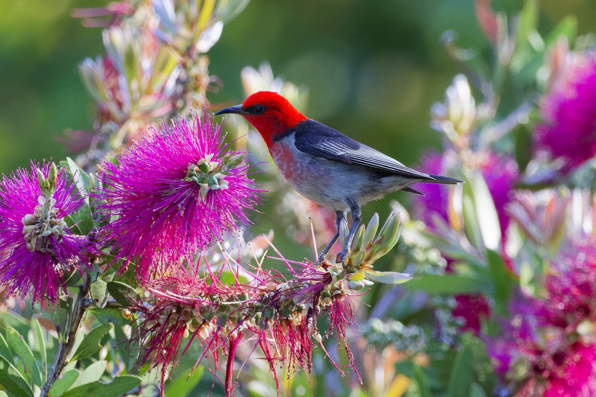 クレナイミツスイ - ML644354021