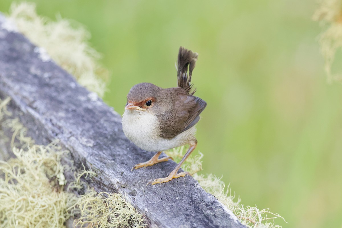 Superb Fairywren - ML644354023
