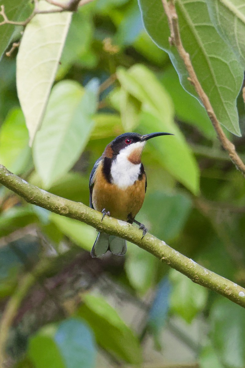 Eastern Spinebill - ML644354025