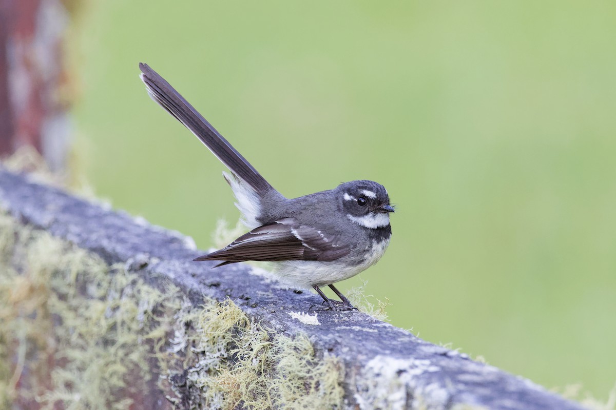 Gray Fantail - ML644354027