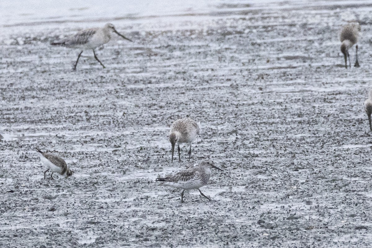 オバシギ - ML644354028