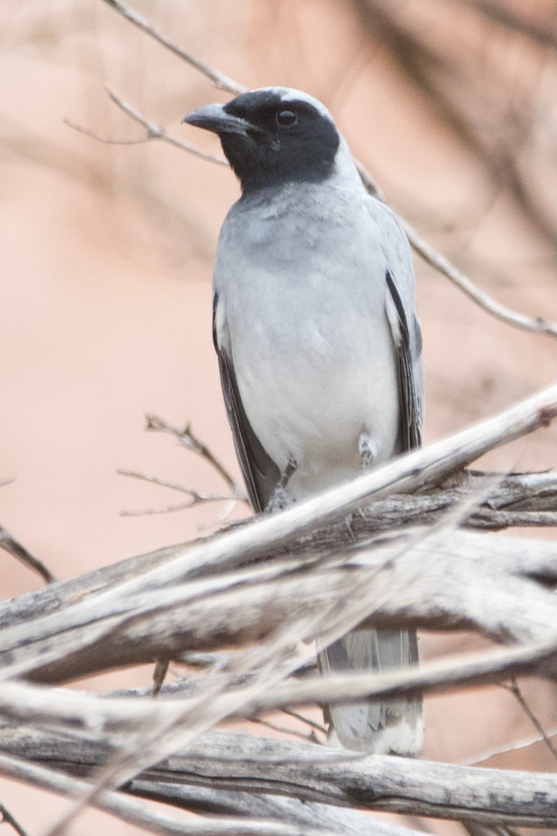 Black-faced Cuckooshrike - ML644354032