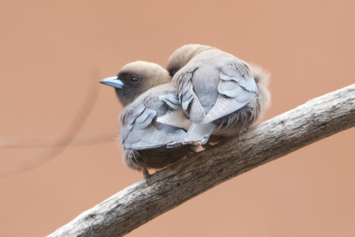 Little Woodswallow - ML644354035