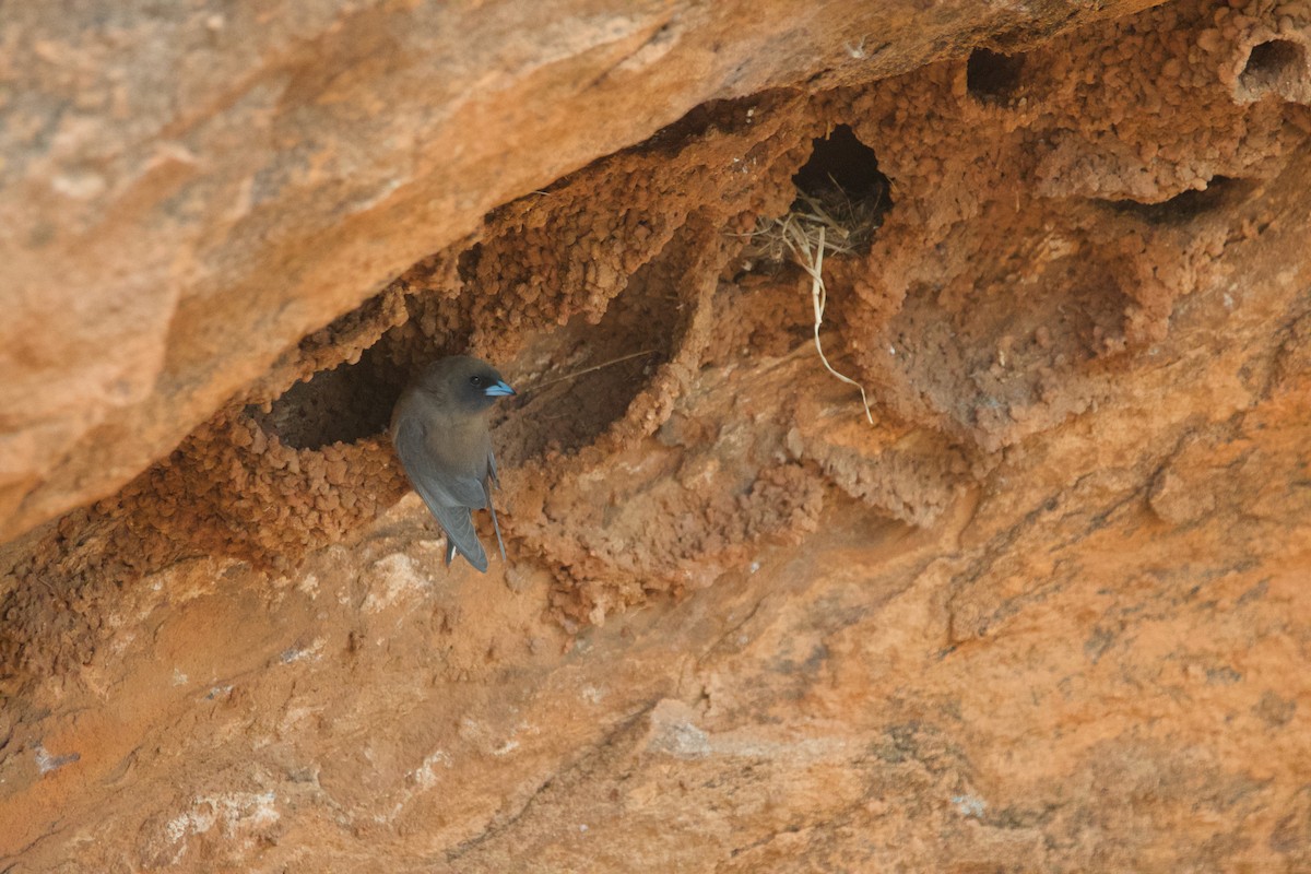 Little Woodswallow - ML644354036