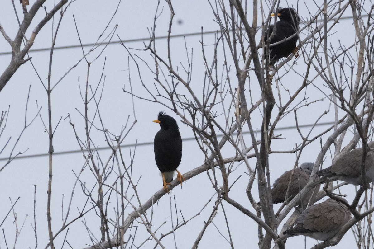 大八哥(叢八哥) - ML644354037