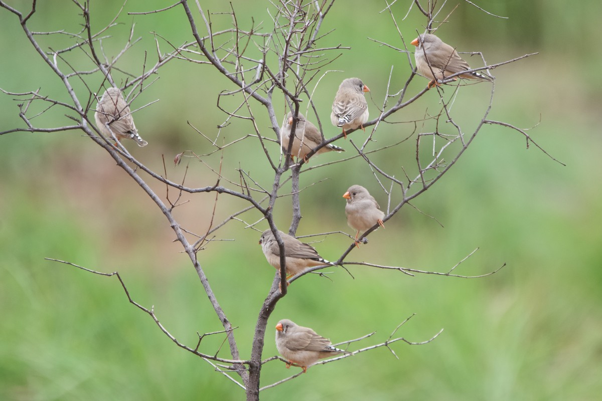 Zebra İspinozu - ML644354039