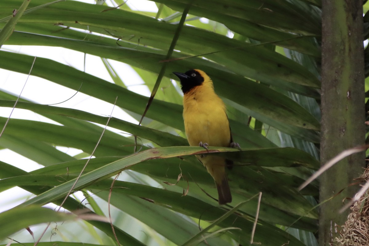 Lesser Masked-Weaver - ML644354040