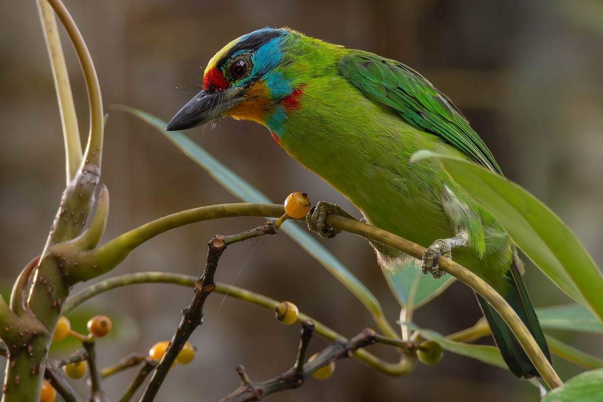 Barbudo Cejinegro - ML644354041