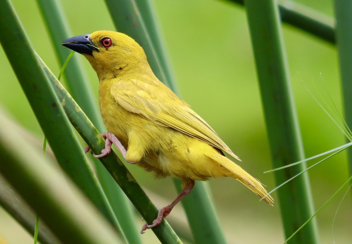 African Golden-Weaver - ML644354043