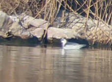 Mendebal-txori mokolodia - ML644354045