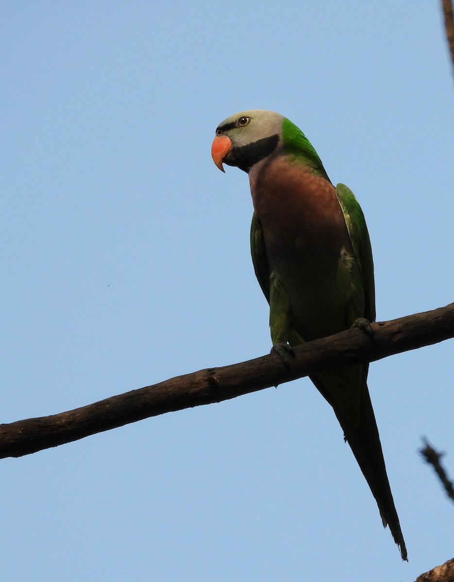 Red-breasted Parakeet - ML644354058