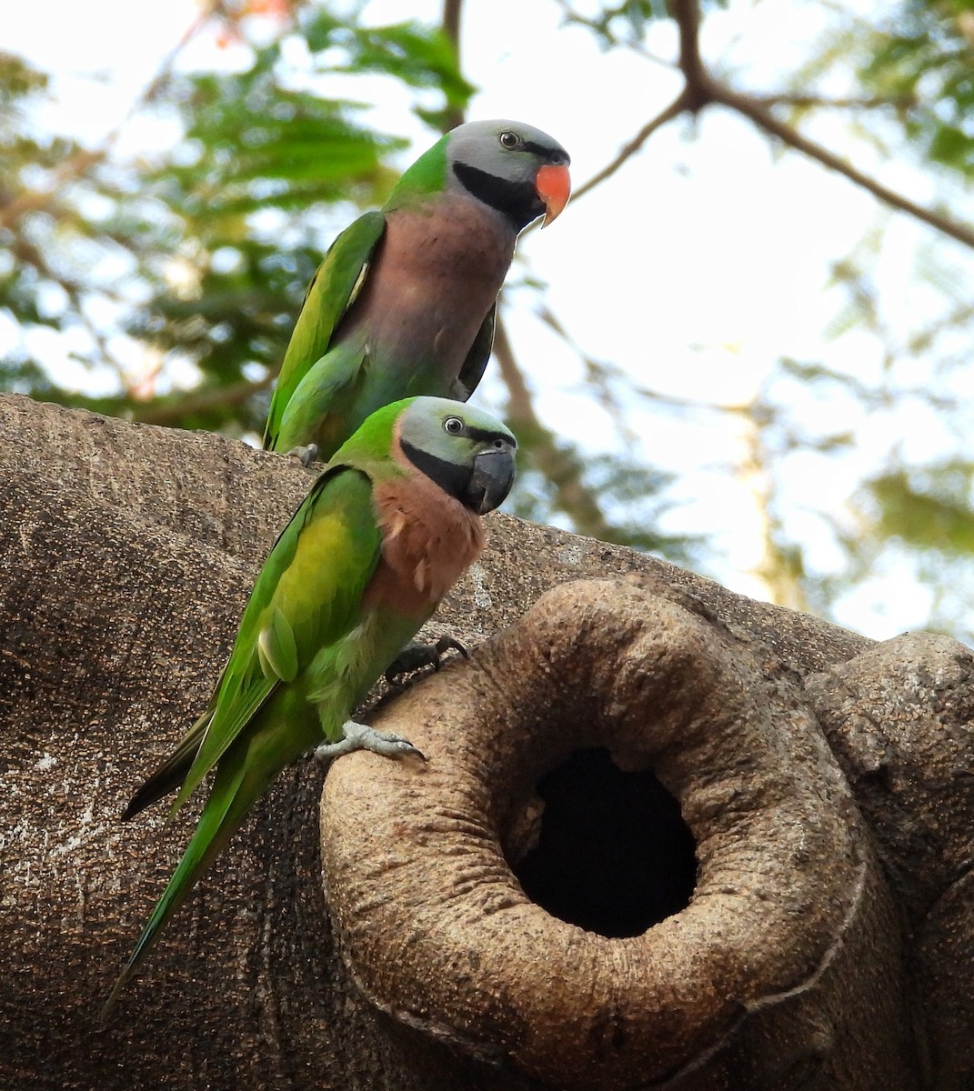 Red-breasted Parakeet - ML644354060