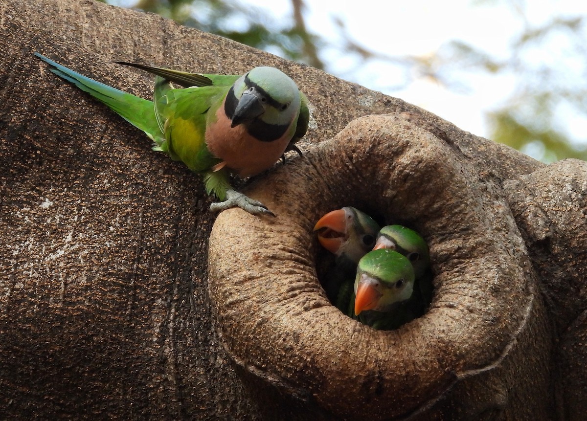 Red-breasted Parakeet - ML644354063