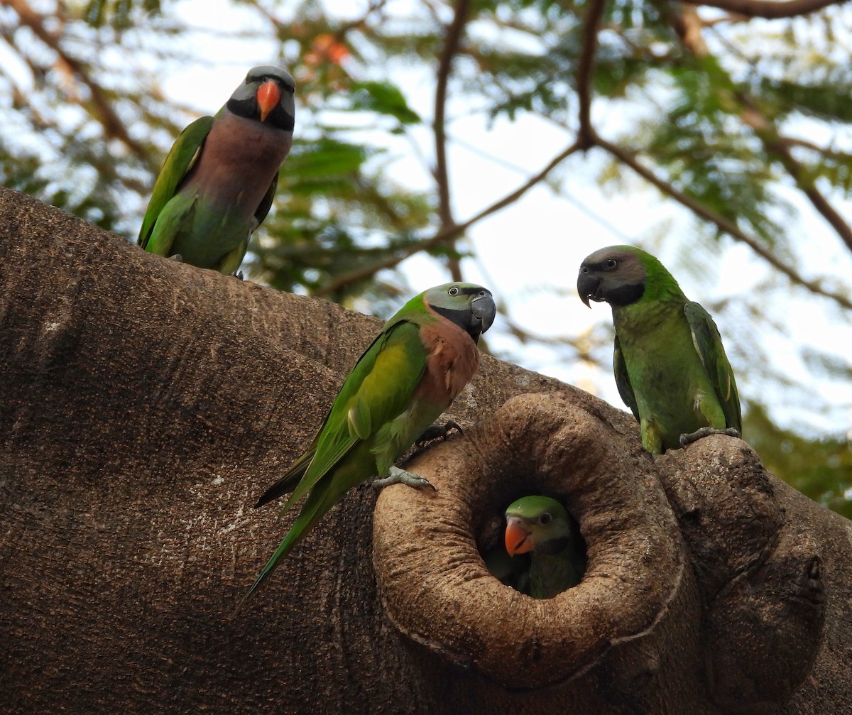 Red-breasted Parakeet - ML644354064