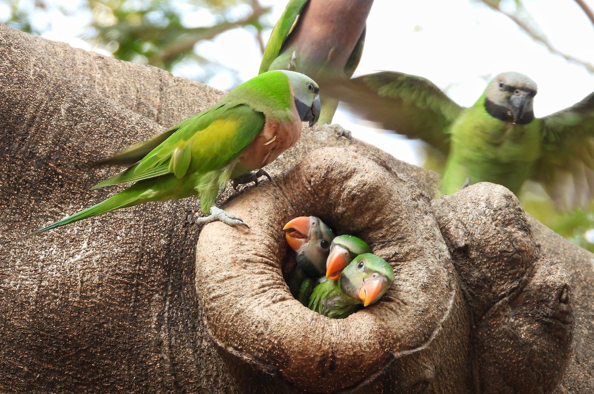 Red-breasted Parakeet - ML644354065