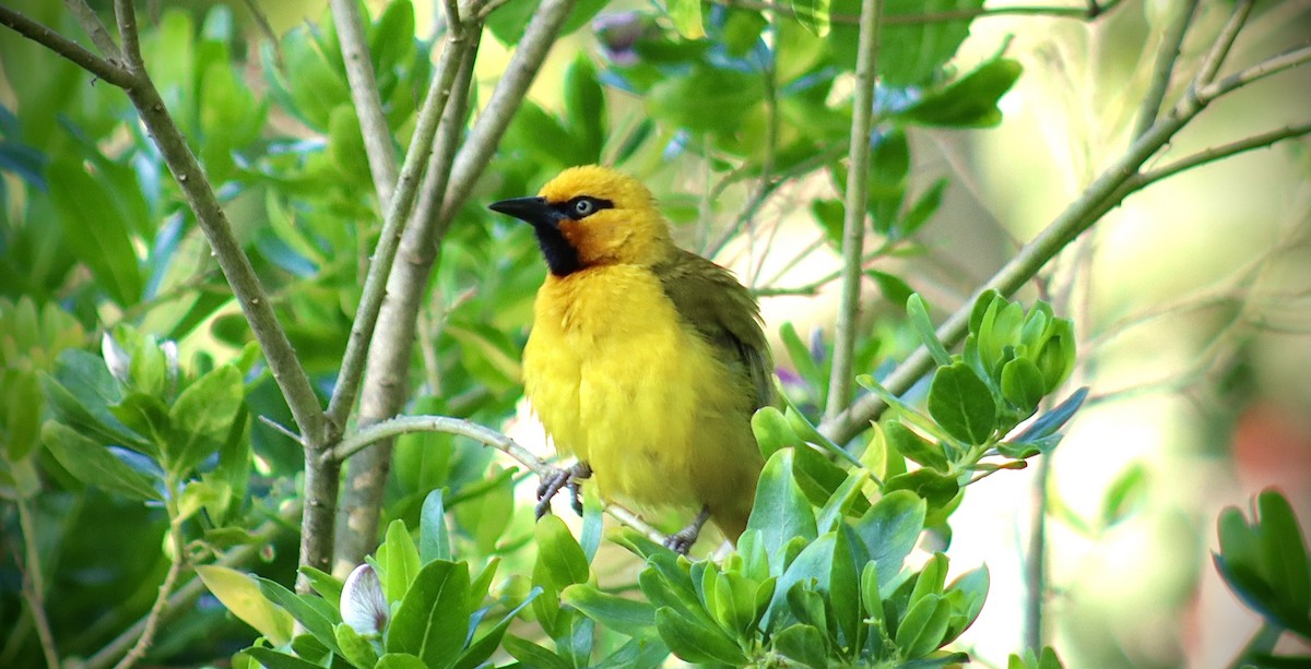 Spectacled Weaver - ML644354072