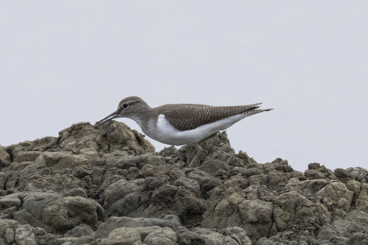 Набережник палеарктичний - ML644354078
