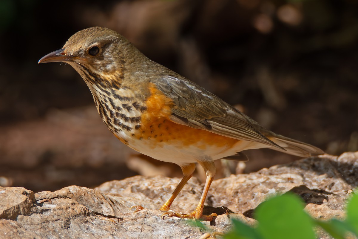 Amurdrossel - ML644354089