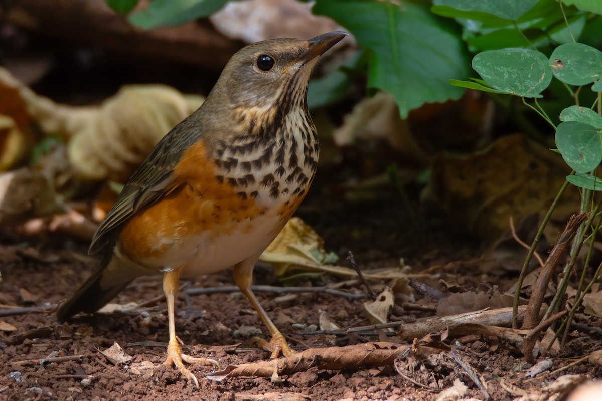 Amurdrossel - ML644354090