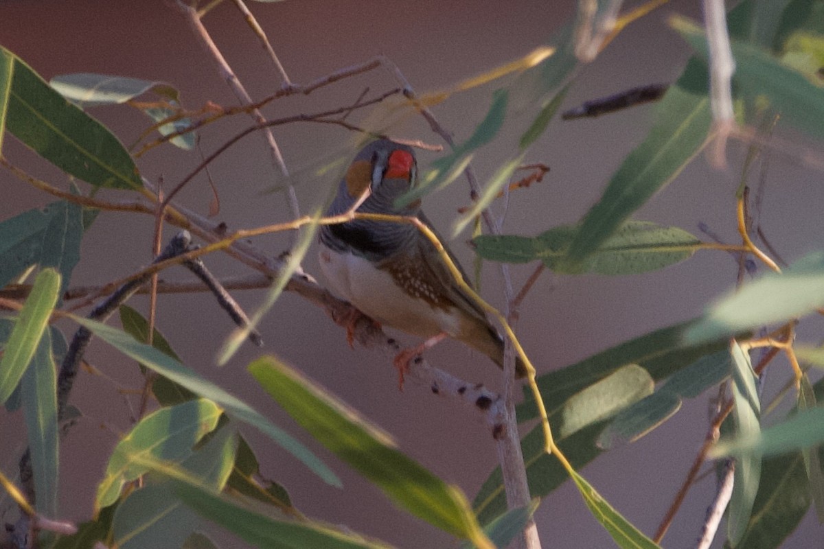 Zebra İspinozu - ML644354103