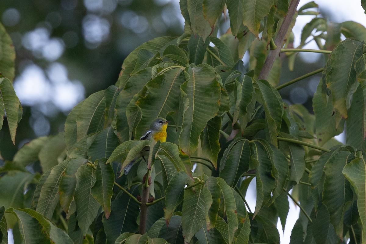 Northern Parula - ML644354104