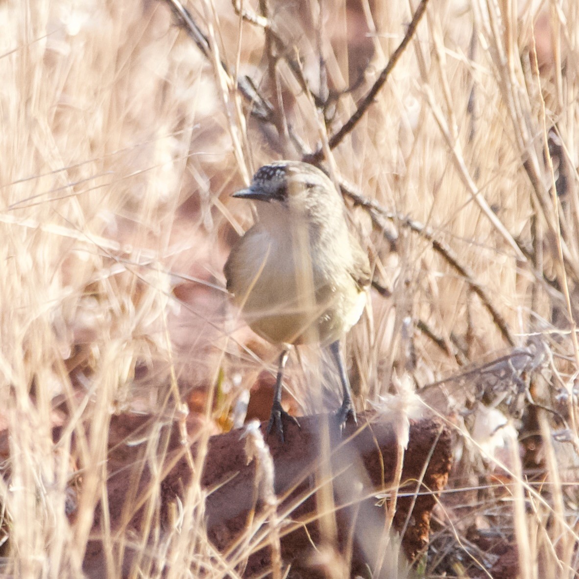 Yellow-rumped Thornbill - ML644354106