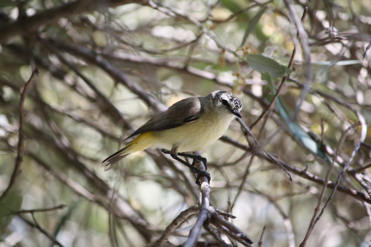 Yellow-rumped Thornbill - ML644354111