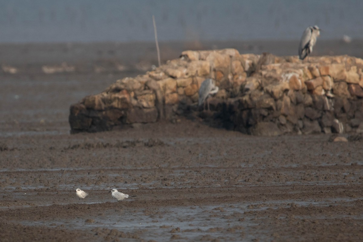 Gull-billed Tern - ML644354112