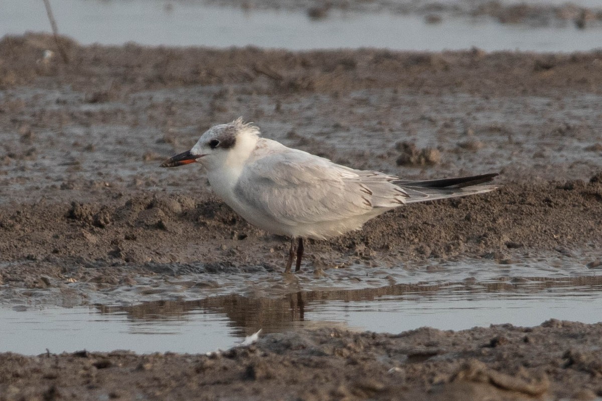 Gull-billed Tern - ML644354114