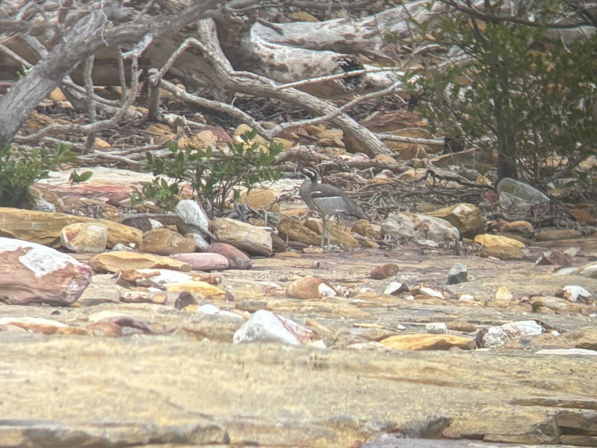 Beach Thick-knee - ML644354116