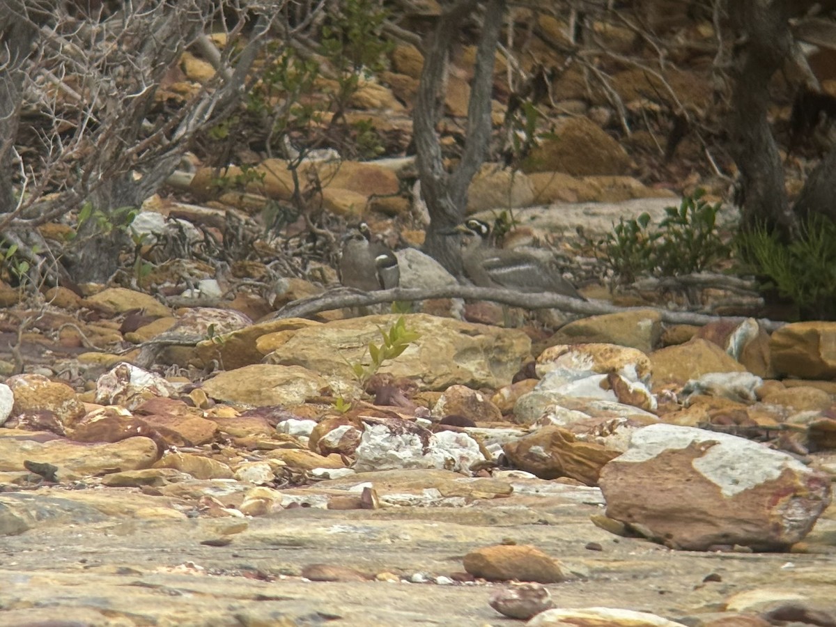 Beach Thick-knee - ML644354117