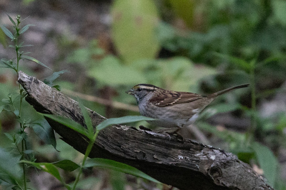 White-throated Sparrow - ML644354118